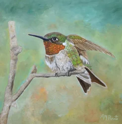 Vibrant Hummingbird Perched