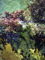 Autumn Water Reflections
