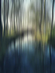 Blurred Forest Reflections