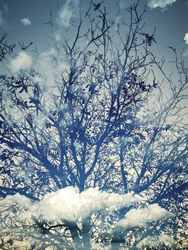 Dreamy Blue Sky Trees