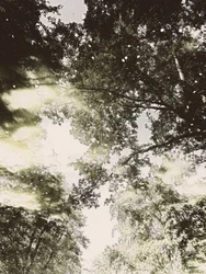 Dreamy Forest Light