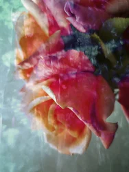 Dreamy Pink Roses