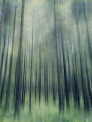 Ethereal Forest Light