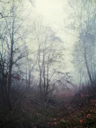 Ethereal Forest Mist