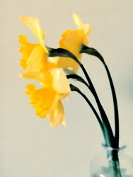 Fresh Spring Daffodils