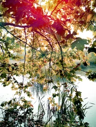 Golden Leaves Over Water
