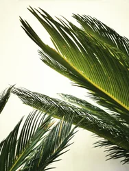 Lush Tropical Leaves