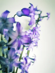 Soft Purple Blooms