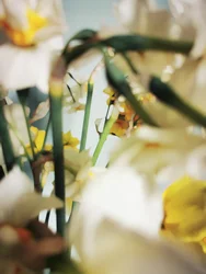 Soft Yellow Daffodils