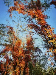 Vibrant Autumn Canopy