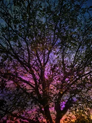 Vibrant Sunset Tree