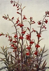 Lobelia Cardinals