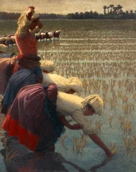 The Mondine, Italian female rice workers