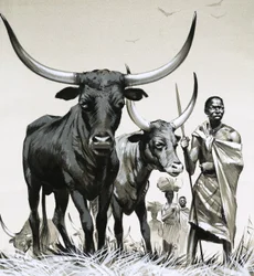 Ankole Cattle