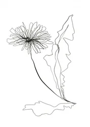 Dandelion Line Art