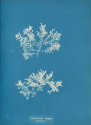 Achnanthes longipes, parasitic, ca. 1853