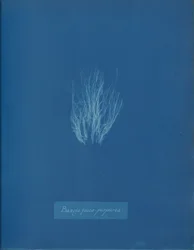 Bangia Fusco-Purpurea