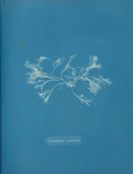 Ceramium Ciliatum