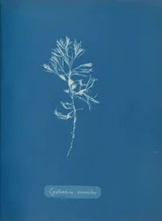 Cystoseira ericoides