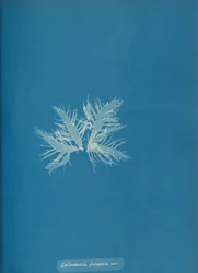 Delesseria sinvosa, var., ca. 1853