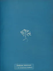 Diatoma Marinum on Ceramium Rubrum