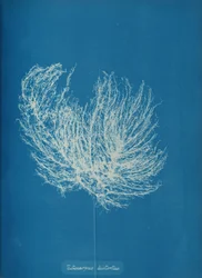 Ectocarpus distantus