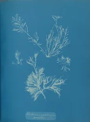Exillaria Crystallinum Parasitic