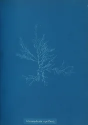 Gloisiphonia Capillaris