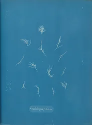 Grateloupia filicina, ca. 1853
