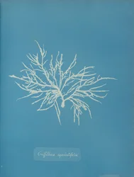 Griffithsia Equisetifolia