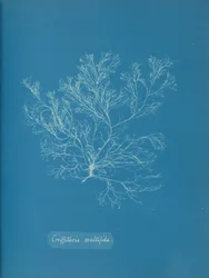 Griffithsia Multiflida