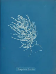 Polysiphonia byssoides, ca. 1853
