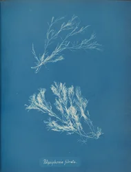 Polysiphonia fibrata, ca. 1853