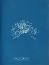 Polysiphonia Thuyoides