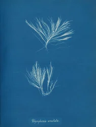 Polysiphonia Urceolata