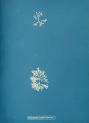 Schizonema Ramosissimium, ca. 1853