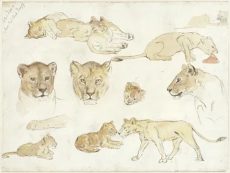 Studies of Lions