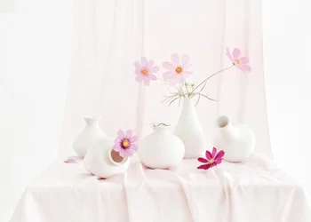 Blush Cosmos Still Life