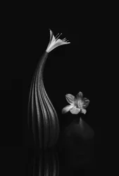 Elegant Floral Still Life