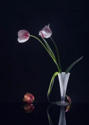Elegant Tulips Still Life