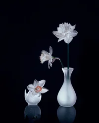 White Daffodils Still Life