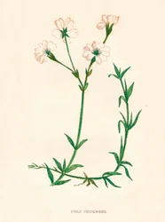 Field Chickweed