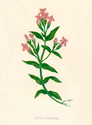 Field Gentian