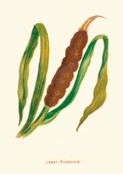 Great Reedmace