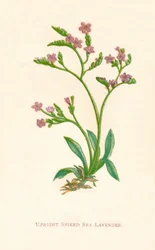 Upright Spiked Sea Lavender