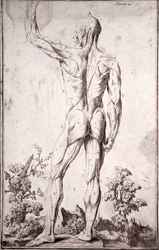 Anatomical Study of the Human Muscular System