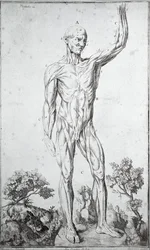 Anatomical study of the human muscular system