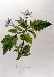 Botanical Board: Datura Stramonium. Engraving in 