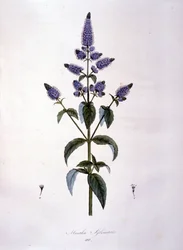 Botanical board: wild mint (mentha sylvestris). 19th century engraving