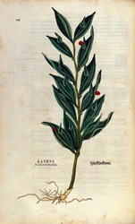 Botanical plate: laurus alexandrina (Laurier d